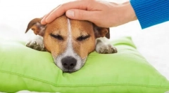 Pacientova oskrba psa